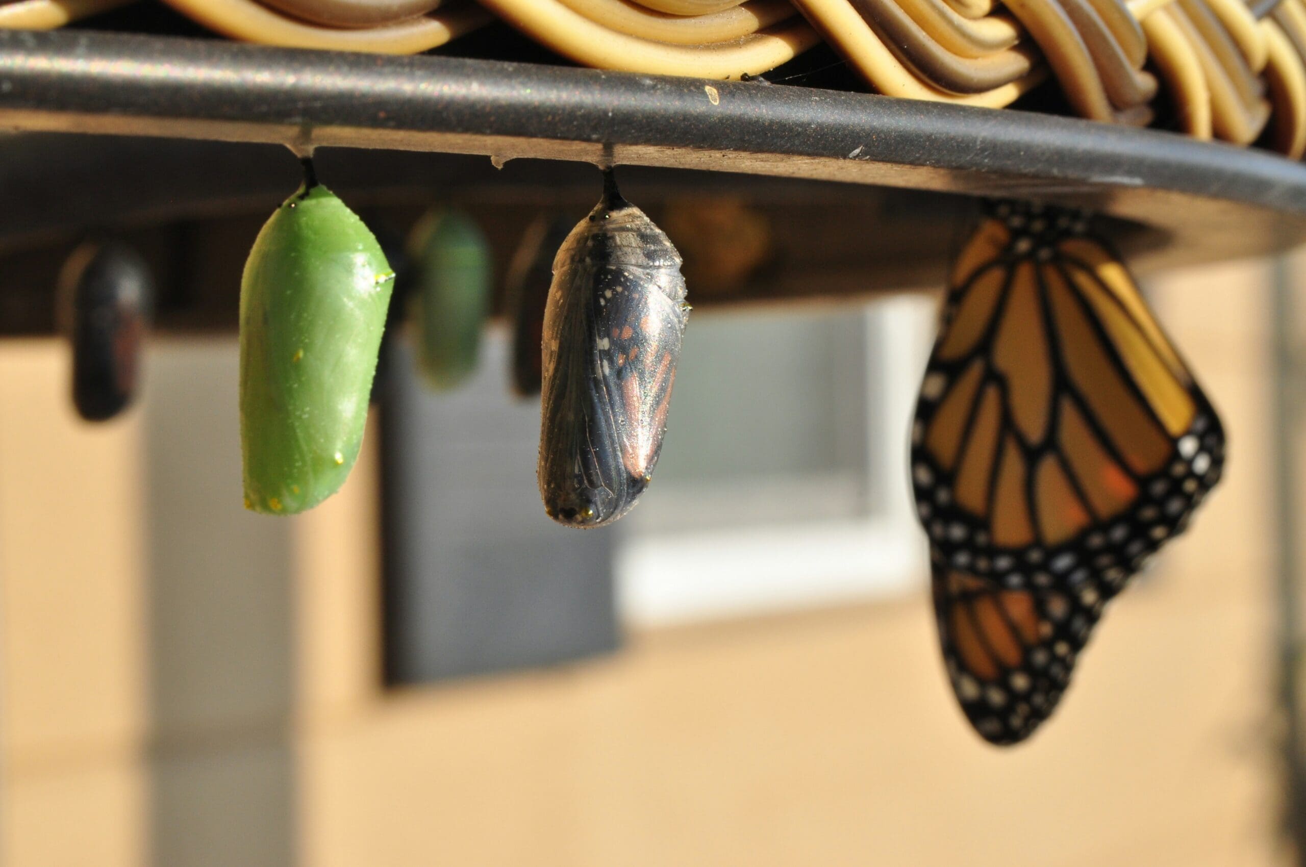 Schmetterling